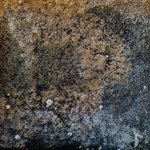 gliqu1_MC9 20250618 125136_20250618 125150_transformed_20250820_120450.JPG