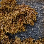 glkro_MC1 20250622 125937_20250622 130001_transformed_20250901_100720.JPG