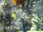 BF1_20151013_MSA068_25.JPG