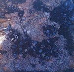 angeiras_MC14 20241022 130513 com mexilhão_20241022 130543.JPG