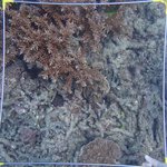 20210407_Sax_Transect 1 (13).JPG