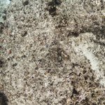 Wislon Island Reef 3.jpg