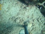 BF1_20151013_MSA068_33.JPG