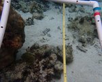 124124_Aug20_JJR1_Algae_32.JPG