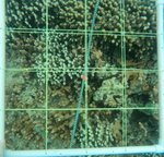 R10-T2-Crest-14 edit.jpg