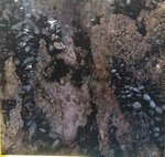 angeiras_MC4 20241022 125338_20241022 125406.JPG