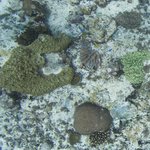 Danger Island 36002100801.jpg