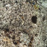 Wilson Island Reef 7.jpg