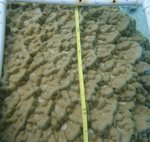 124124_Aug20_JJR1_Algae_43.JPG
