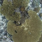 Danger Island 36002112502.jpg