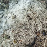 Wilson Island Reef 9.jpg