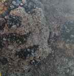 angeiras_MC6 20241022 130156_20241022 130255.JPG