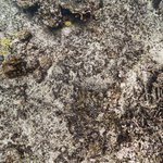 Wilson Island Reef 4.jpg