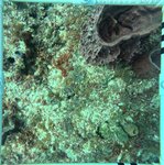 Florida Key_12_24_middle.jpeg