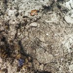 Wilson Island Reef 8.jpg