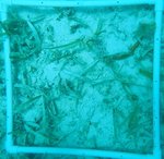 ZRP WHITE WATERS Q14.jpg