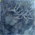 20210407_Sax_Transect 1 (25).JPG