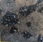 angeiras_MC3 20241022 125001_20241022 125128.JPG