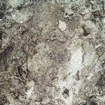 Wilson Island Reef 6.jpg