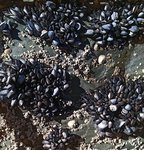 alterinhos_MC10y_20250330 104505.JPG