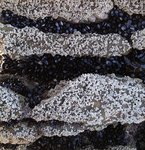 alterinhos_MC1y_20250330 101458.JPG