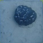 20210407_Sax_Transect 1 (29).JPG