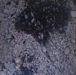 angeiras_MC13 20241022 125739 com mexilhão_20241022 125934.JPG