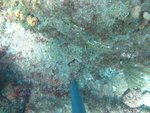 BF1_20151013_MSA074_05.JPG
