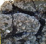 alterinhos_MC3y_20250330 102319.JPG