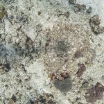 one tree island 4.jpg