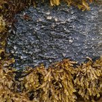 glkro_MC1 20250622 125937_20250622 130215_transformed_20251009_113148.JPG