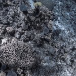 coralsea_test2_Holmes.Reef_0947b_2012-09-21.jpg