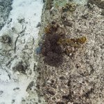 Wilson Island Reef 1.jpg