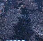 angeiras_MC12 20241022 125516 com mexilhão_20241022 125528.JPG