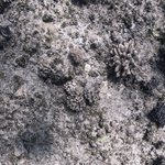 coralsea_test2_Holmes.Reef_0011b_2012-09-21.jpg