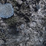 coralsea_test2_Holmes.Reef_0020b_2012-09-21.jpg