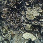 32031 - temples4.jpg