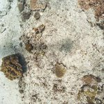 one tree island 5.jpg