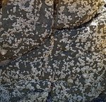 alterinhos_MC4n_20250330 104927.JPG