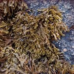 glkro_MC3 20250622 131029_20250622 131051_transformed_20250901_101233.JPG