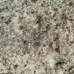 Wilson Island Reef 2.jpg