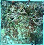 Florida Key_11_24_middle.jpg