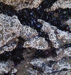 alterinhos_MC2y_20250330 101609.JPG