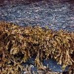 glkro_MC2 20250622 130415_20250622 130534_transformed_20250901_100804.JPG