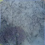 20210407_Sax_Transect 1 (10).JPG