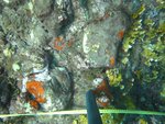 BF1_20151013_MSA068_21.JPG