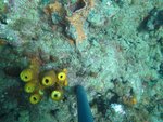 BF1_20151013_MSA068_05.JPG