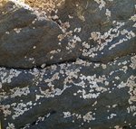 alterinhos_MC5n_20250330 105354.JPG