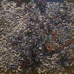 angeiras_MC1 20241022 120538_20241022 120600.JPG