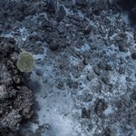coralsea_test2_Holmes.Reef_0959b_2012-09-21.jpg